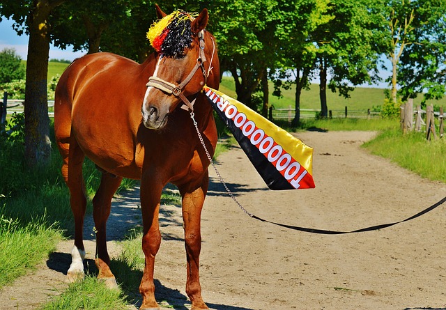 的篮球项目 的篮球项目